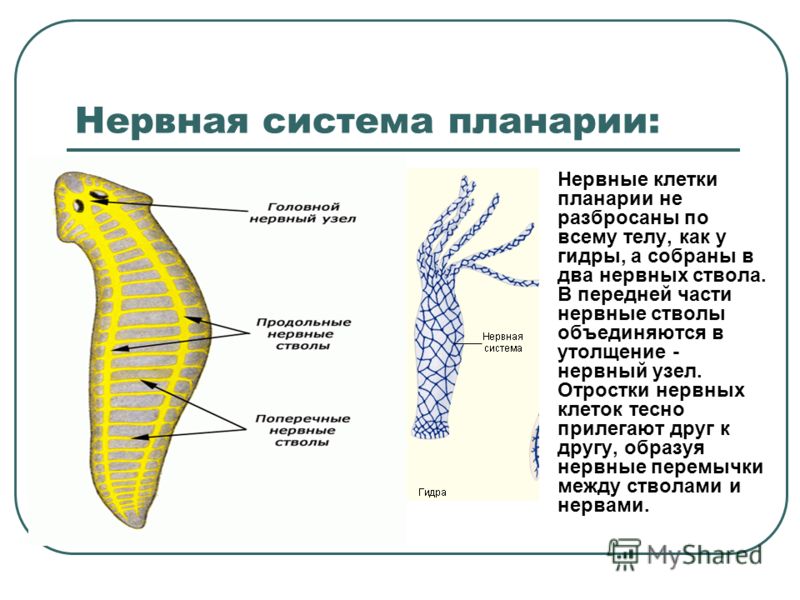 Ссылка зеркало на mega